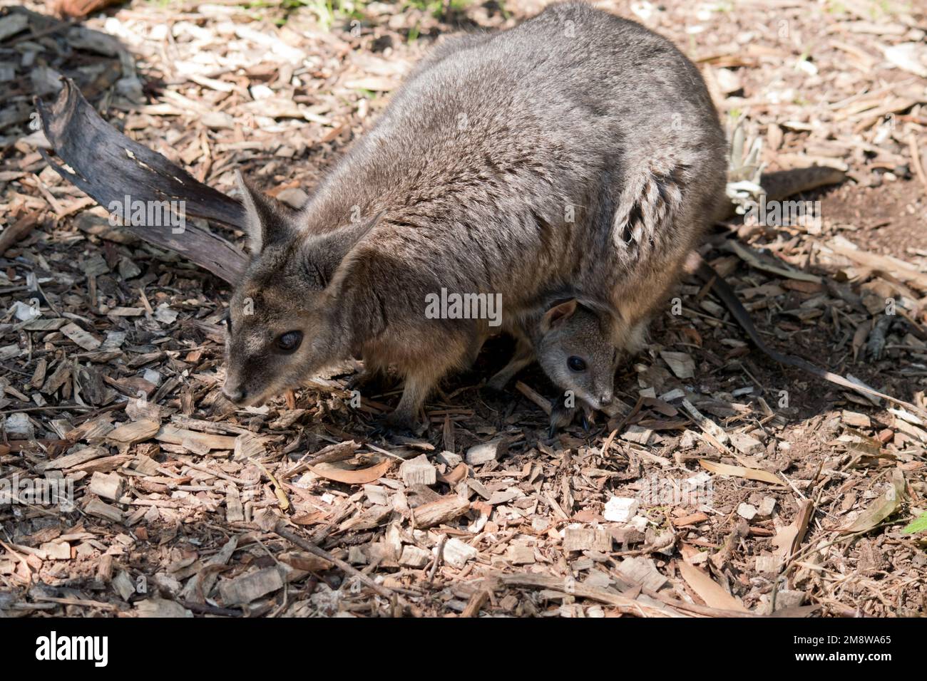 Das tammar-Wallaby ist braun und grau mit einem weißen Wangenstreifen Stockfoto