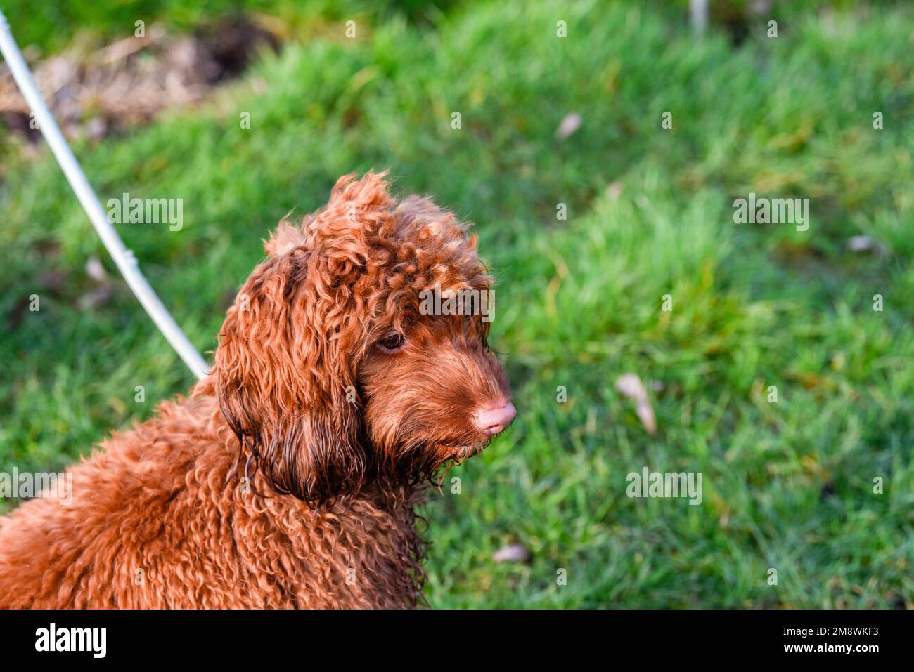 Junger Cockapoo Hund draußen für einen Spaziergang und Bewegung Stockfoto