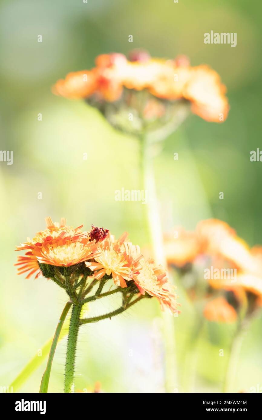 Blütenköpfe der wilden Blume „Fox and Cubs“ (Pilosella aurantiaca), auch bekannt als Orange Hawkweed oder Orange Hawk Bit, in Bright Sunshine Stockfoto