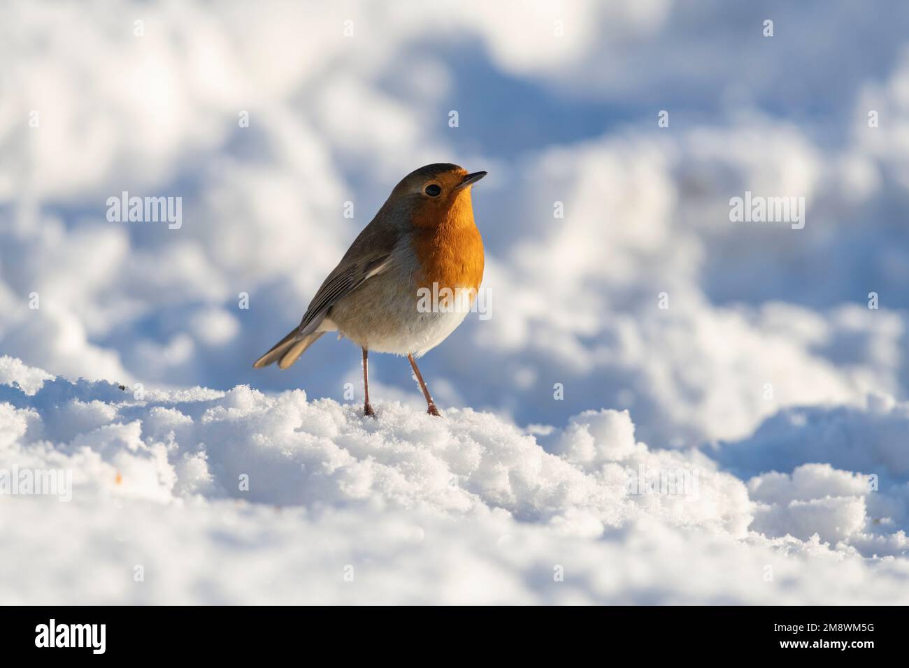 Ein Robin (Erithacus Rubecula) steht auf Schnee auf dem Boden in der Wintersonne Stockfoto
