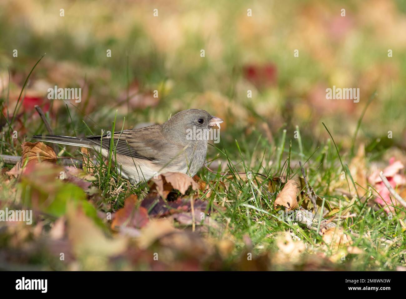 Junco hyemalis, ein dunkeläugiger junco, steht im Gras inmitten von gefallenen Blättern und sucht nach Samen in St. Albert, Alberta, Kanada. Stockfoto