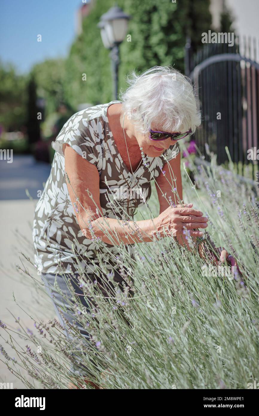 Porträt einer älteren Gärtnerin, die Lavendelblumen pflegt Stockfoto