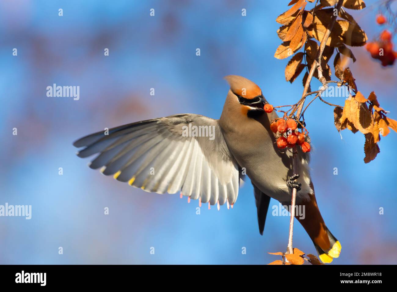 Ein böhmischer Wachsschwanz, Bombycilla garrulus, der an einem Ast der Bergreste hängt, während er sich von Beeren ernährt, in einem Wald in Zentral-Alberta, Kanada. Stockfoto