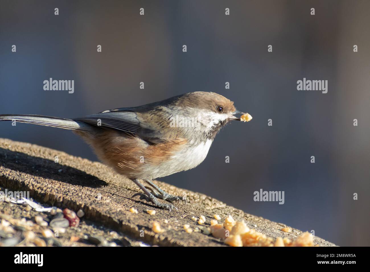Ein borealer Hühner, Poecile hudsonicus, der sich von Saatgut ernährt, das auf einem Baumstamm in einem Wald in Zentral-Alberta, Kanada, aufgestellt wurde. Stockfoto