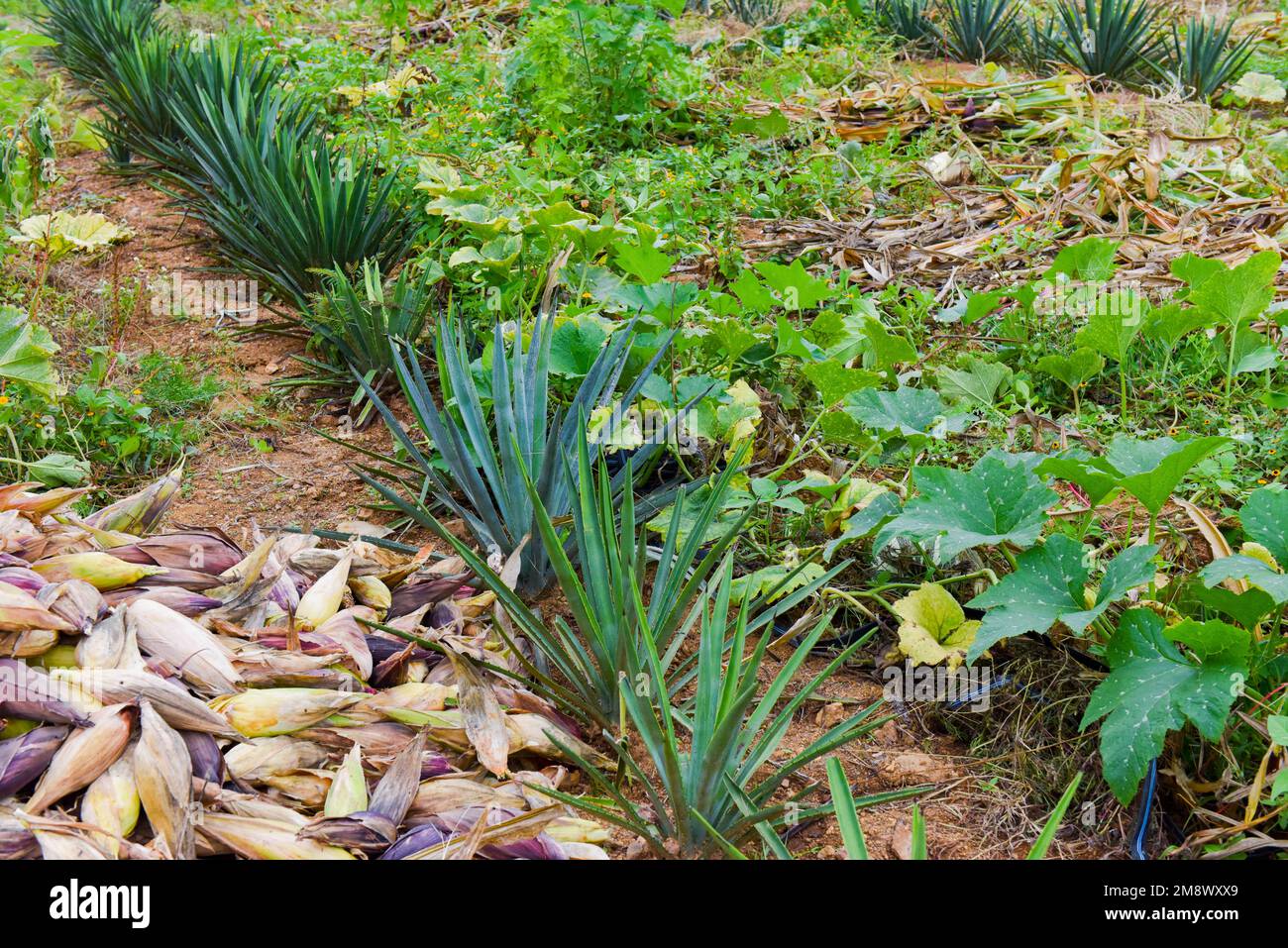 Kulturen von Maguey-Pflanzen zur Herstellung von Mezcal, Oaxaca Mexico Stockfoto
