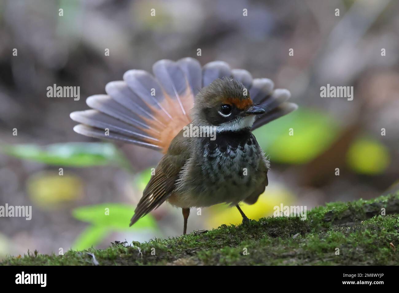 Australischer Rufous Fantail Bird mit Schwanz ausgeweitet Stockfoto