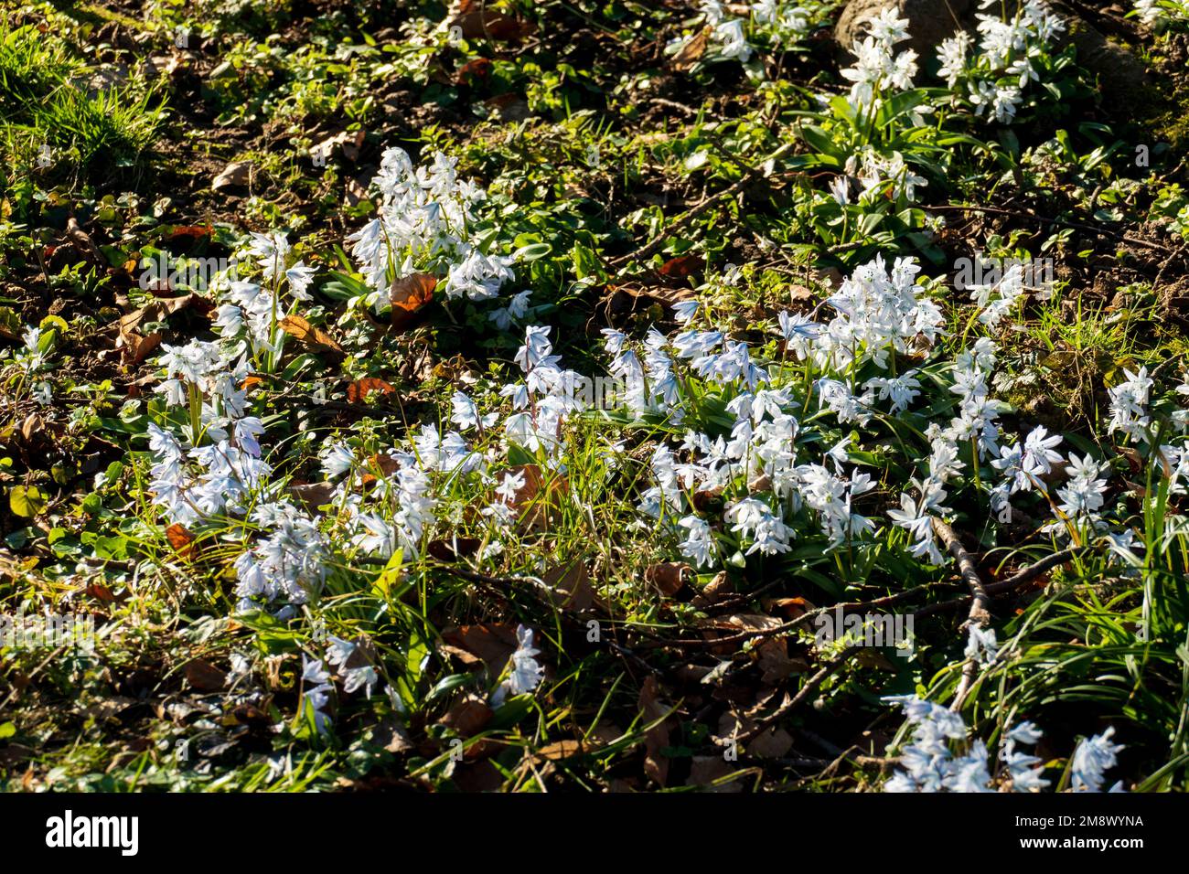 Weiß Mischtschenko Blaustern Blüten (Scilla mischtschenkoana) auf einer Wiese Stockfoto