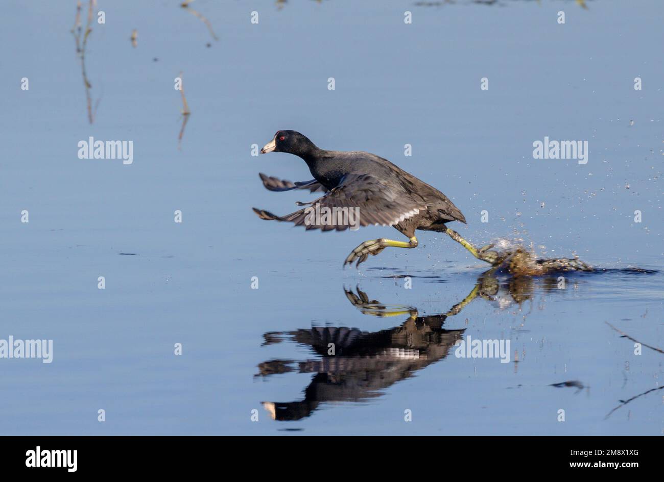 American Coot (Fulica americana), der vom Wasser aus im Brazos Bend State Park, Texas, USA, geflogen ist. Stockfoto