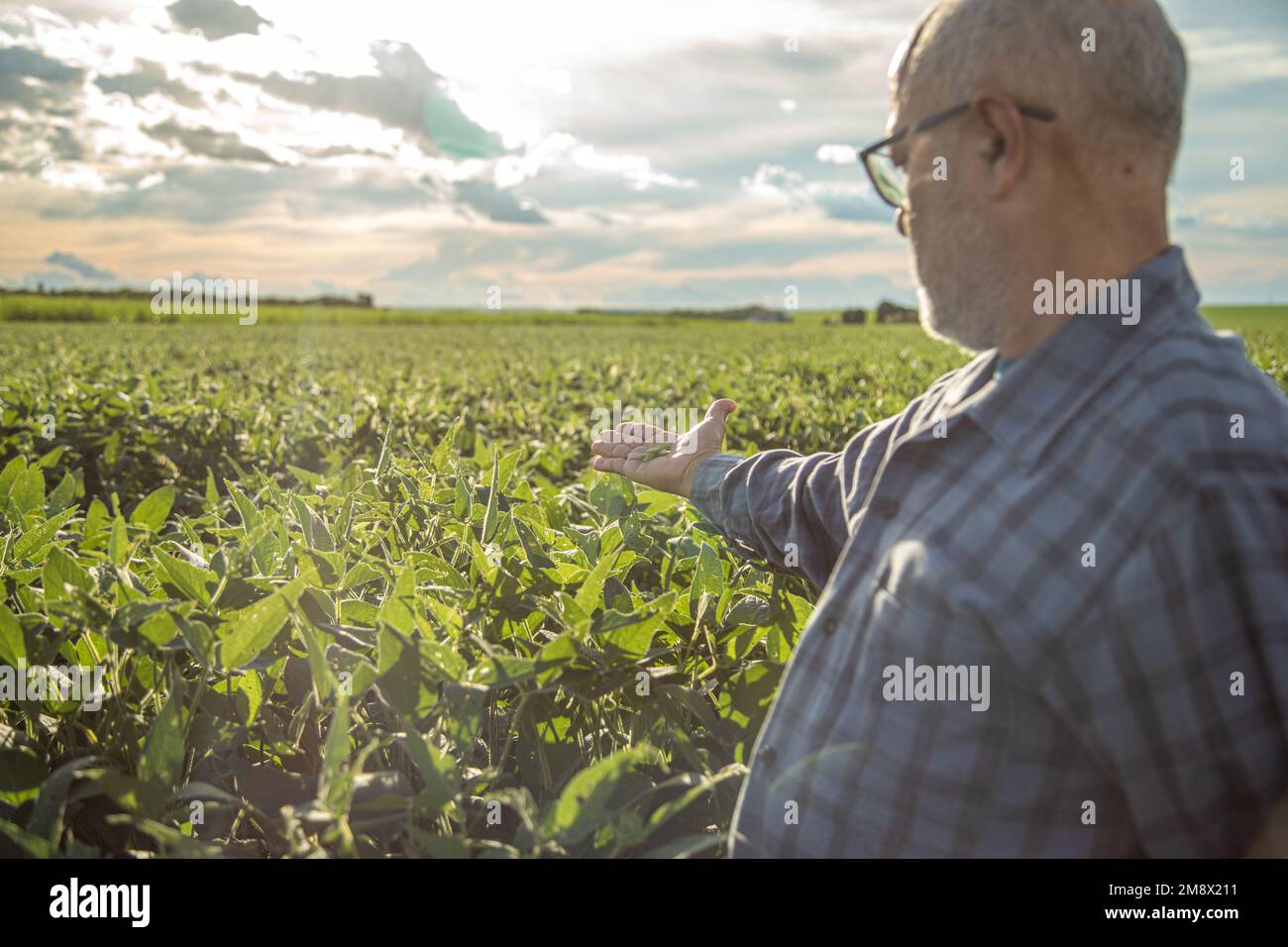 Ein Mann, der bei Sonnenuntergang auf einer Plantage Sojabohnensaat ansieht Stockfoto