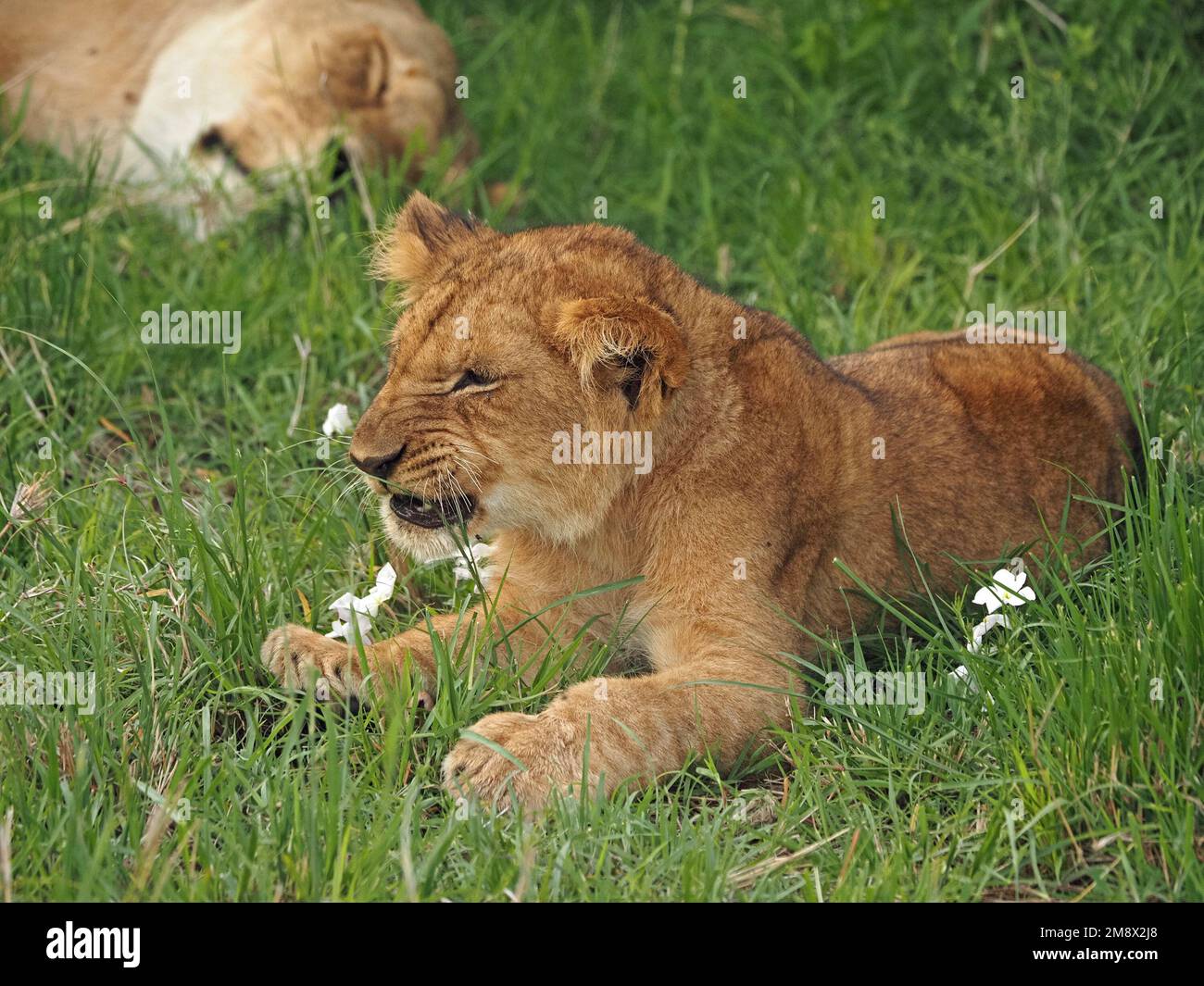 Süßes kleines Löwenjunges (Panthera leo), das im üppigen grünen Grasland von Masai Mara Conservancy, Kenia, Afrika, knurrt Stockfoto