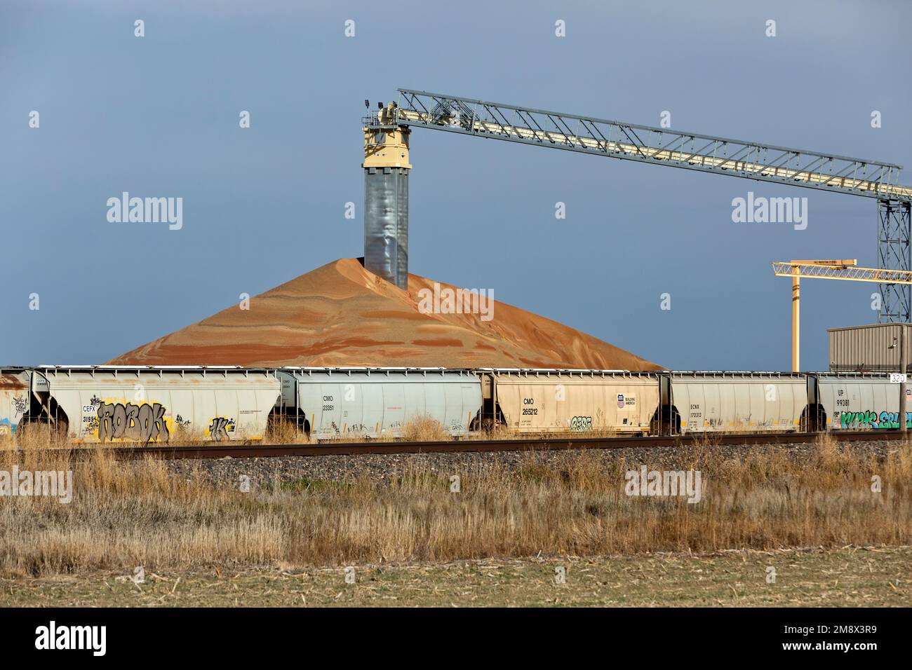 Milo „Sorghum vulgare“-Getreideanbau, gelagert an Aufzügen, Bandförderer, Tankwagen, die auf den Transport warten, Kansas. Stockfoto