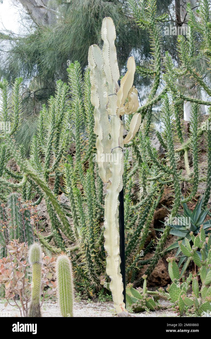 Kugel kaktus -Fotos und -Bildmaterial in hoher Auflsung  Alamy