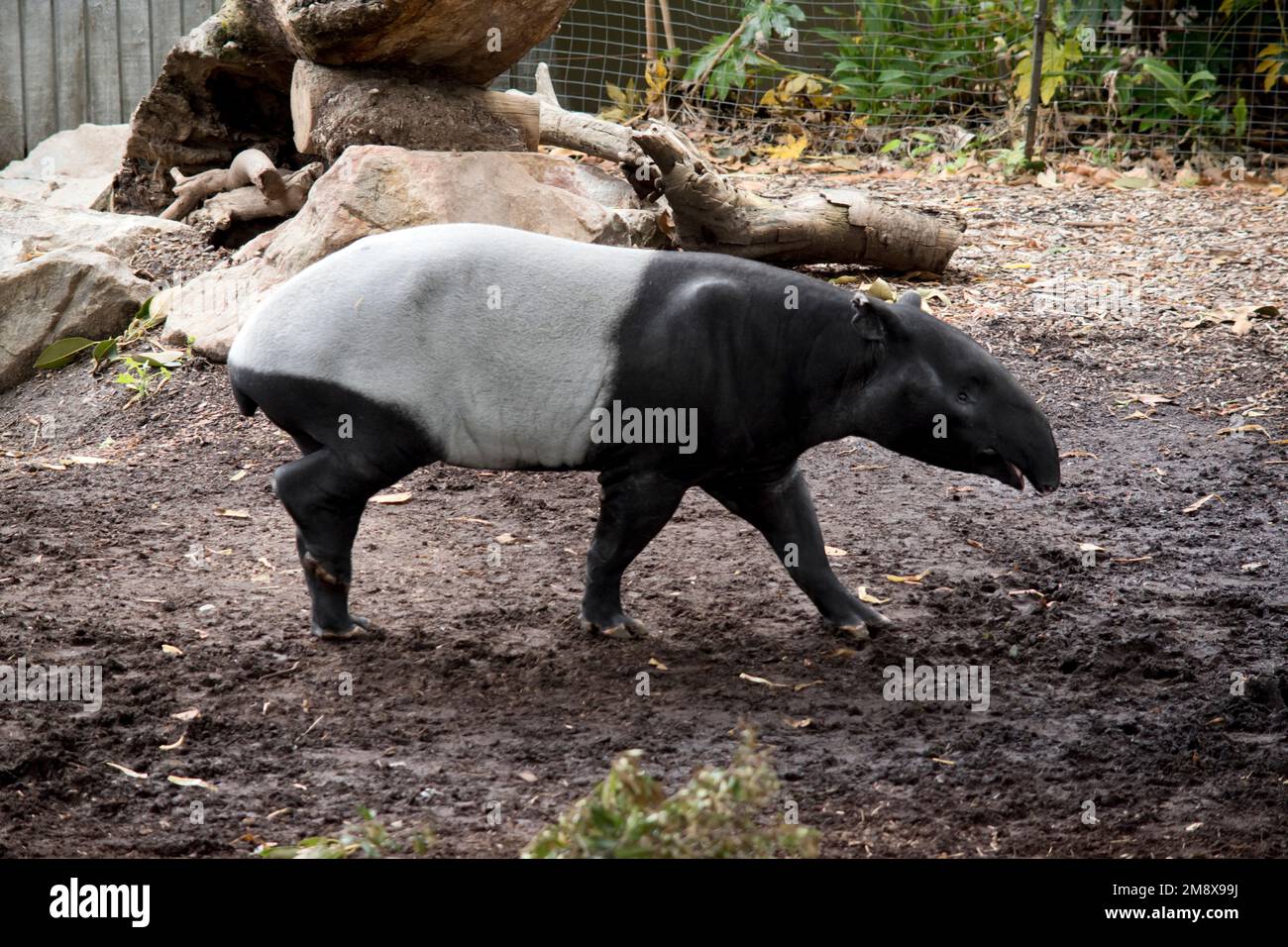 Das ist ein Nebenspiel eines malaysischen Tapirs Stockfoto