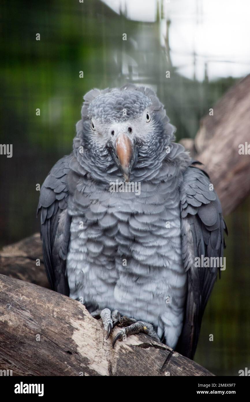 Das ist ein junger afticanischer grauer Papagei, wenn er aufwächst, wird sein Schein schwarz und seine Augen gelb erscheinen Stockfoto
