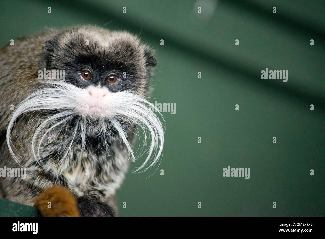 Der Kaiser Tamarin hat weiße Schnurrbärte mit hellbraunem Körper und gesprenkelter schwarz-weißer Brust Stockfoto