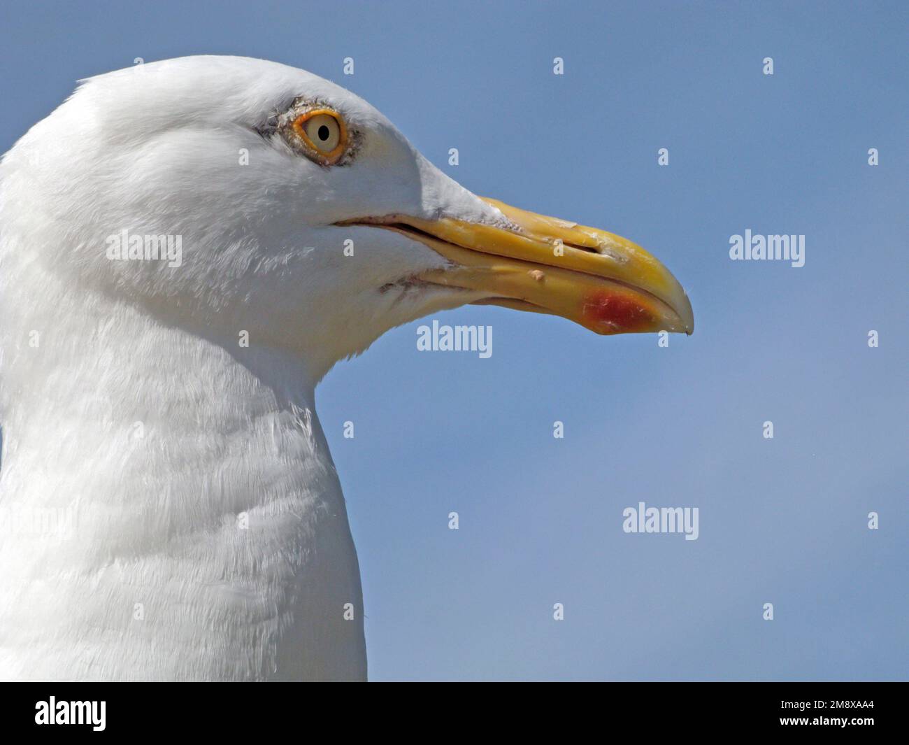 Porträt einer Heringslühe, Larus argentatus, Amrum, Nordfriesische Inseln, Weltnaturerbe, Wadden Sea, Deutschland, Stockfoto