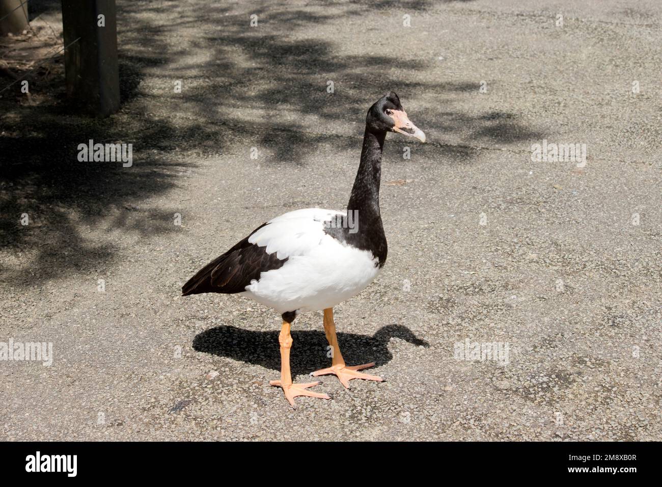 Die Elster ist ein schwarz-weißer Wasservogel Stockfoto