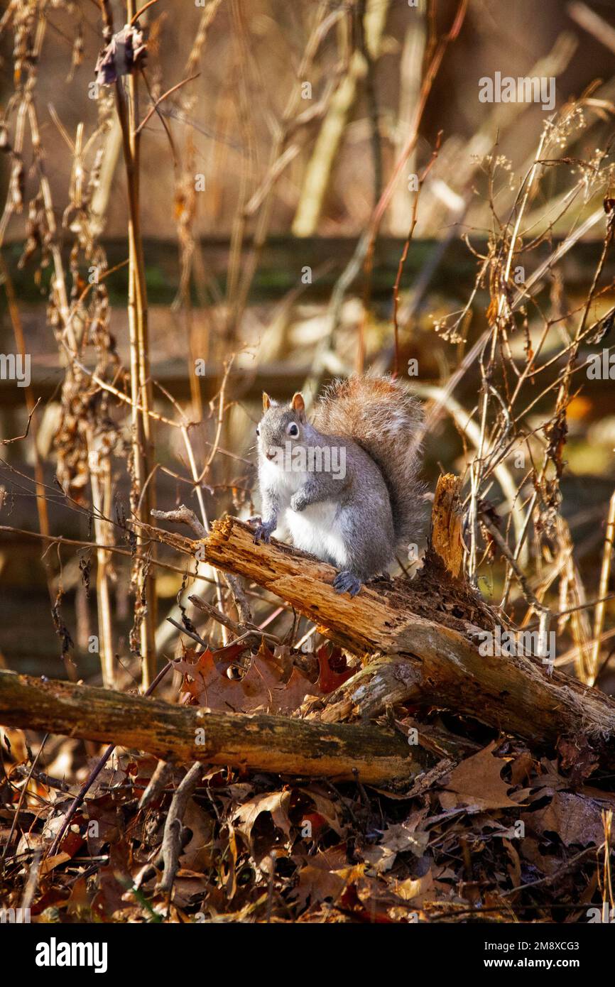 Ein östliches graues Eichhörnchen pausiert auf einem toten Ast im goldenen Morgensonnenlicht. Im Hintergrund gibt es ruhende Wildblumen mit vielen Blättern Stockfoto
