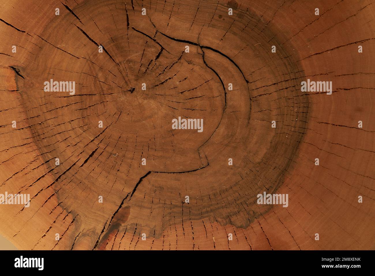 Alte Holzschnittfläche aus Eiche. Detailgetreue warme dunkelbraune und orangefarbene Farbtöne eines heruntergefallenen Baumstamms oder Stumpfs. Grobe organische Textur der Ringe mit Nahaufnahme der Endkörner. Hochwertiges Foto Stockfoto