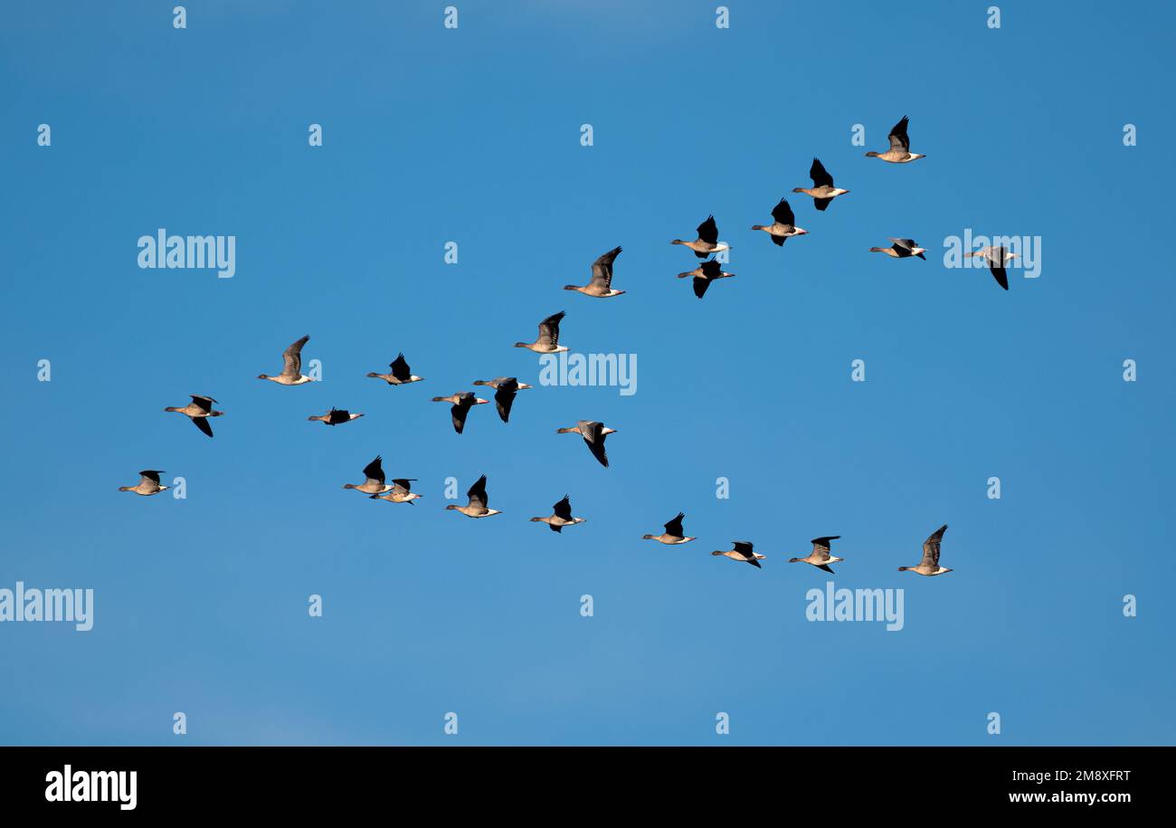 Anser brachyrhynchus Stockfoto