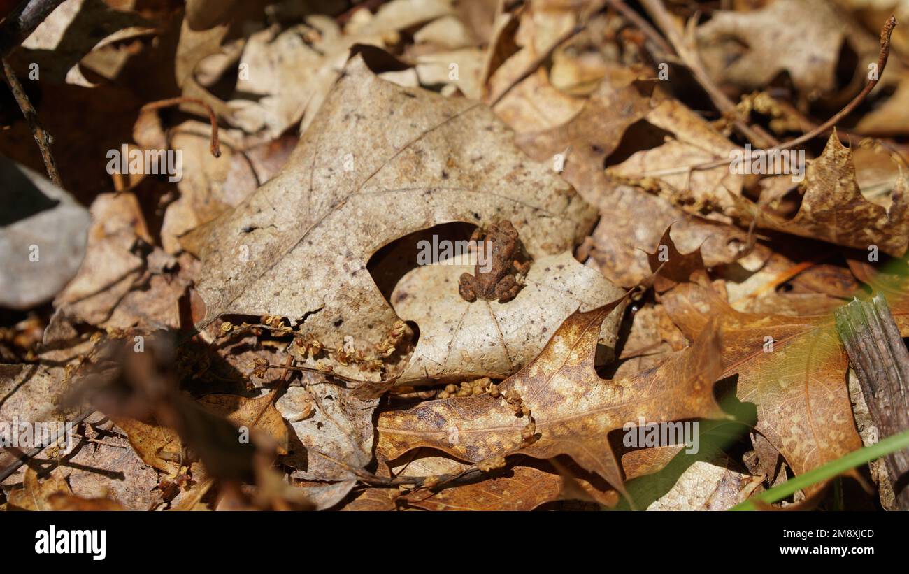 Getarnter kleiner brauner Frosch auf Herbstblättern, Bear Mountain. Stockfoto