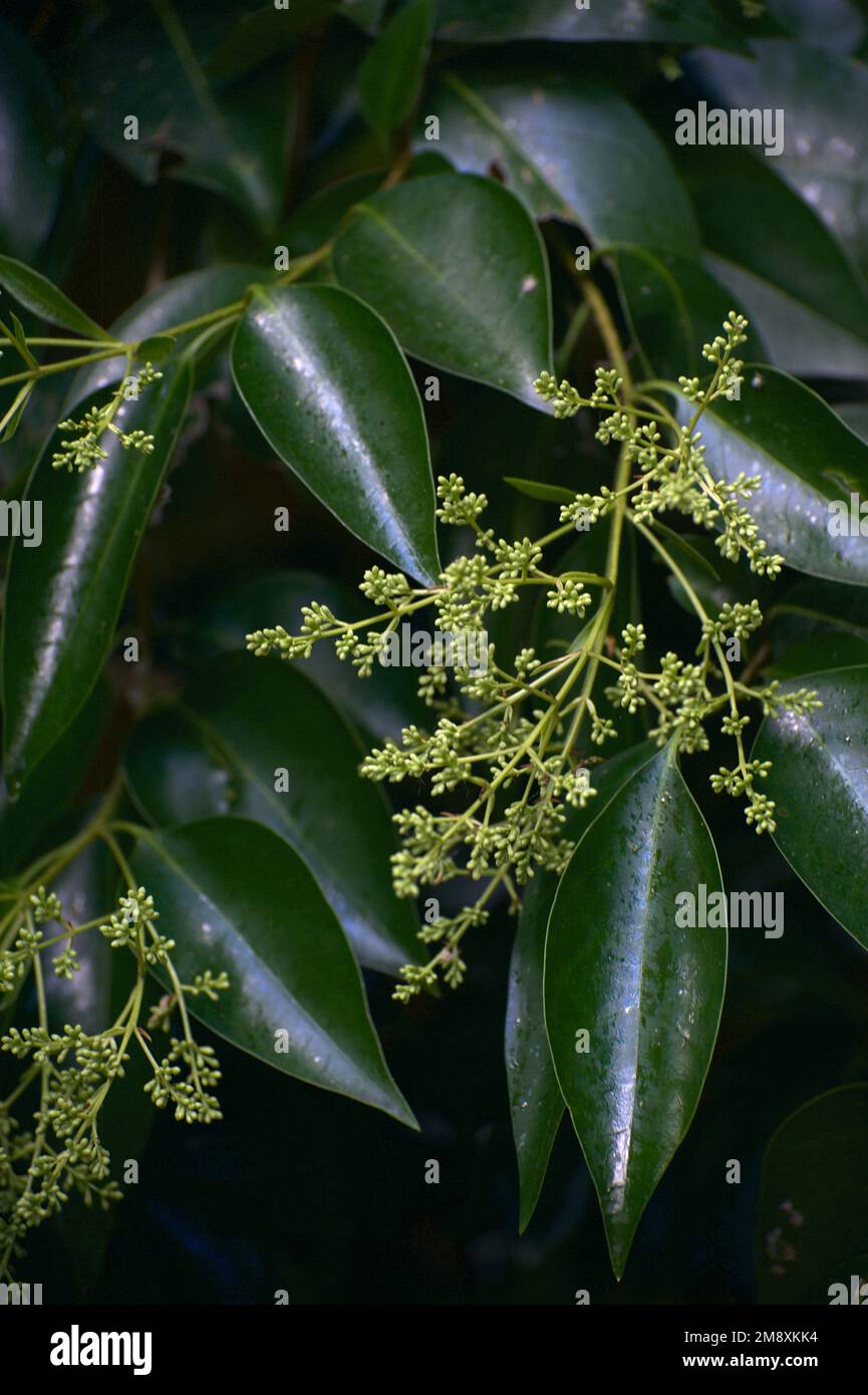 Holunderbeerbäume (Sambucus Nigra) sind europäisch und nicht in Australien heimisch, aber ihre Blüten und ihr Duft sind in unseren Gärten sehr willkommen. Stockfoto