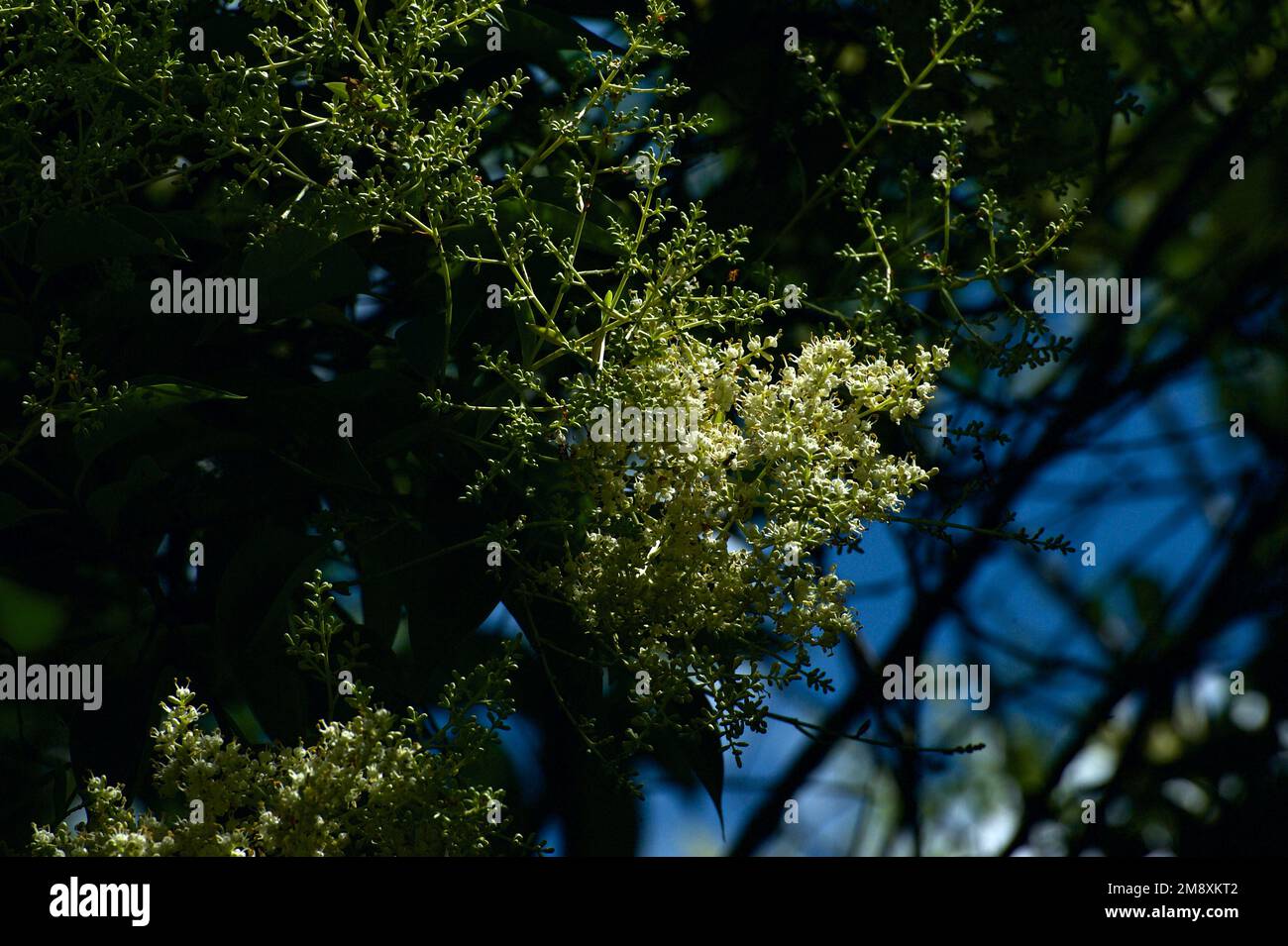 Holunderbeerbäume (Sambucus Nigra) sind europäisch und nicht in Australien heimisch, aber ihre Blüten und ihr Duft sind in unseren Gärten sehr willkommen. Stockfoto