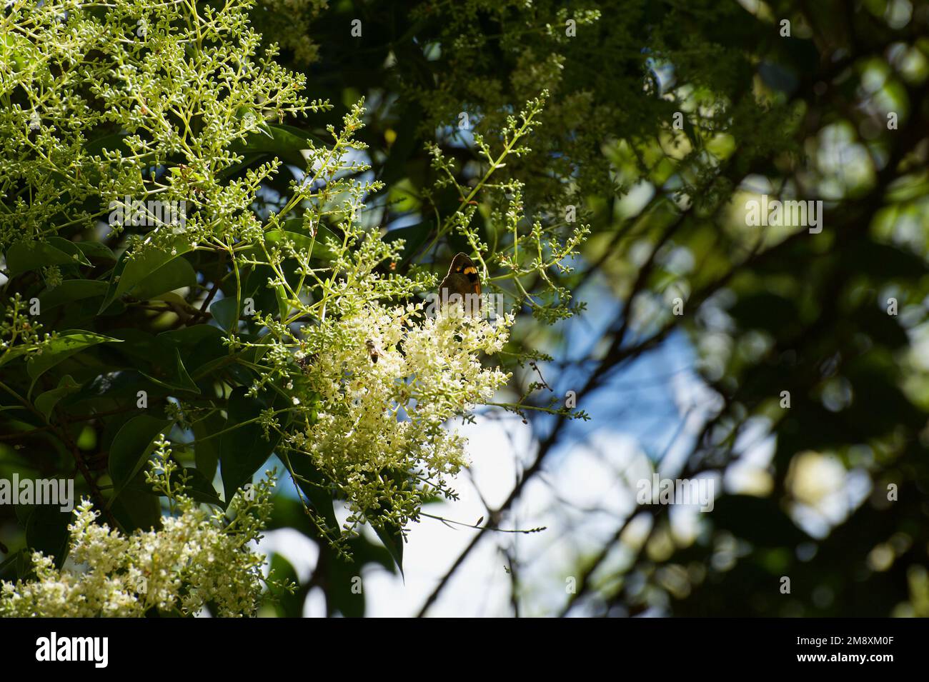 Holunderbeerbäume (Sambucus Nigra) sind europäisch und nicht in Australien heimisch, aber ihre Blüten und ihr Duft sind in unseren Gärten sehr willkommen. Stockfoto