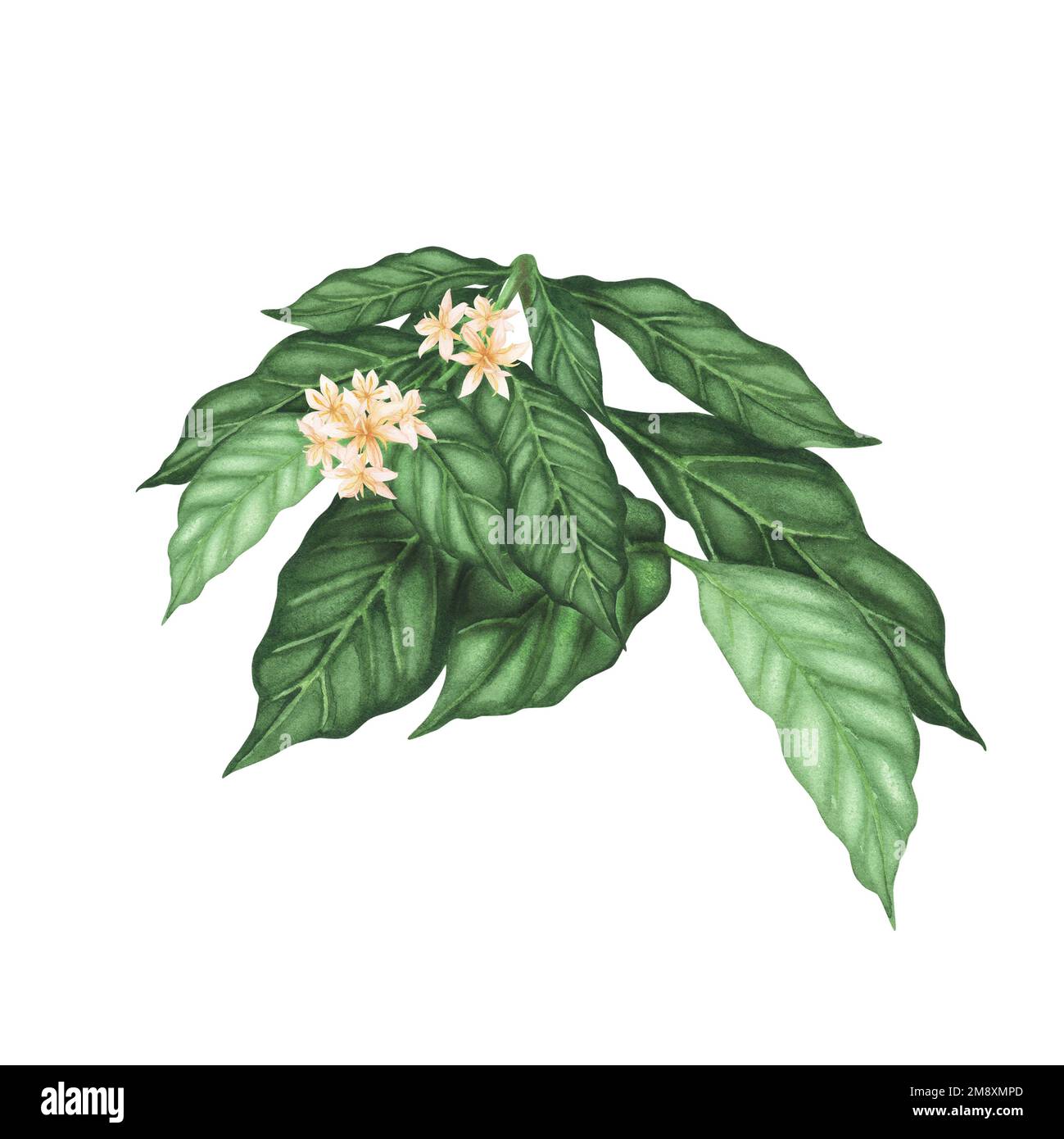 Kaffeepflanzenzweig mit Blüten isoliert auf weißem Hintergrund. Aquarell handgezeichnete botanische Darstellung für Designverpackung, Vorlage, Menü, poste Stockfoto