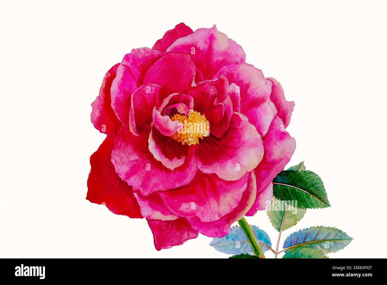 Eine rosa Rosenblume. Isolierte Aquarellgemälde aus Rosen und grünen Blättern im Frühling auf weißem Hintergrund. Originalgemälde mit Einladung Stockfoto