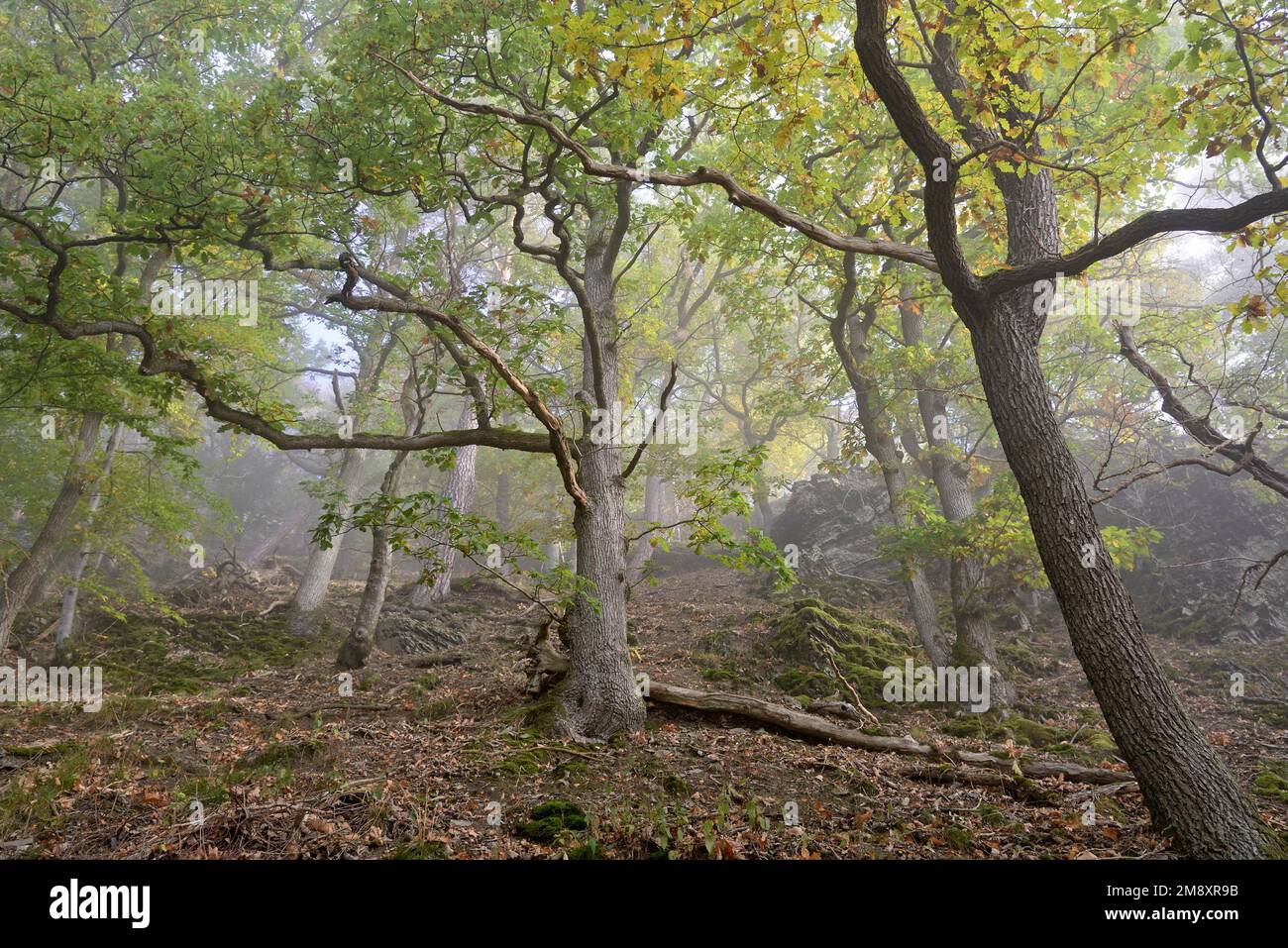 Knorrige Eichen (Quercus) mit Herbstfarben an einem steilen Berghang im Nebel, Naturpark Diemelsee, Hessen, Deutschland Stockfoto