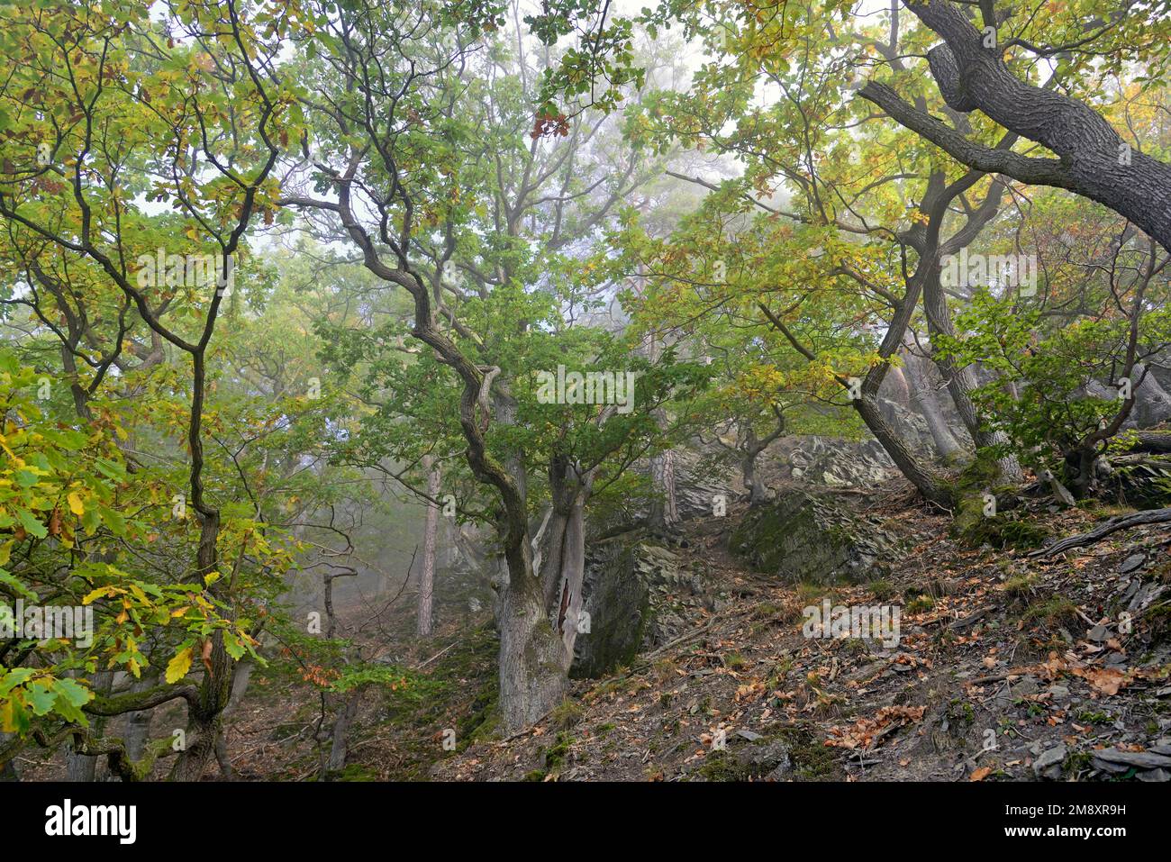 Knorrige Eichen (Quercus) mit Herbstfarben an einem steilen Berghang im Nebel, Naturpark Diemelsee, Hessen, Deutschland Stockfoto