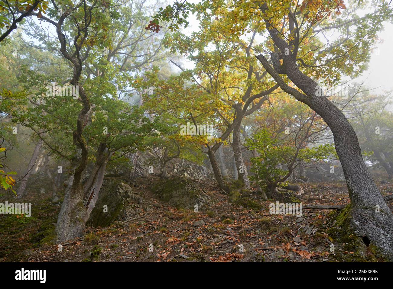 Knorrige Eichen (Quercus) mit Herbstfarben an einem steilen Berghang im Nebel, Naturpark Diemelsee, Hessen, Deutschland Stockfoto