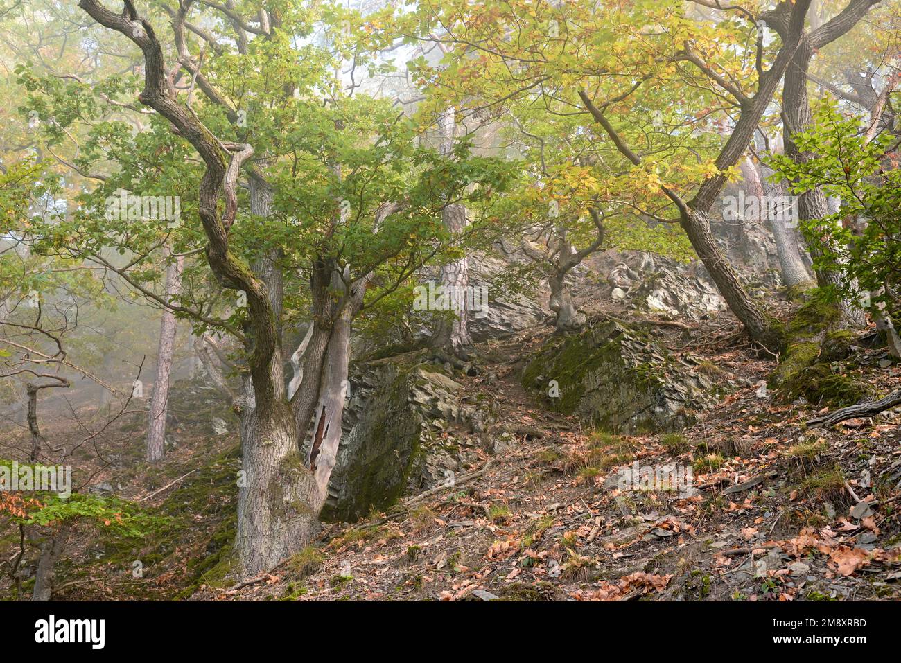 Knorrige Eichen (Quercus) mit Herbstfarben an einem steilen Berghang im Nebel, Naturpark Diemelsee, Hessen, Deutschland Stockfoto