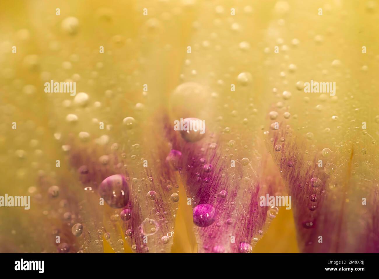 Nahaufnahme eines Blatts mit Wassertropfen einer frischen Artischocke (Cynara scolymus), künstlerische Lebensmittelfotografie mit schwarzem Hintergrund Stockfoto