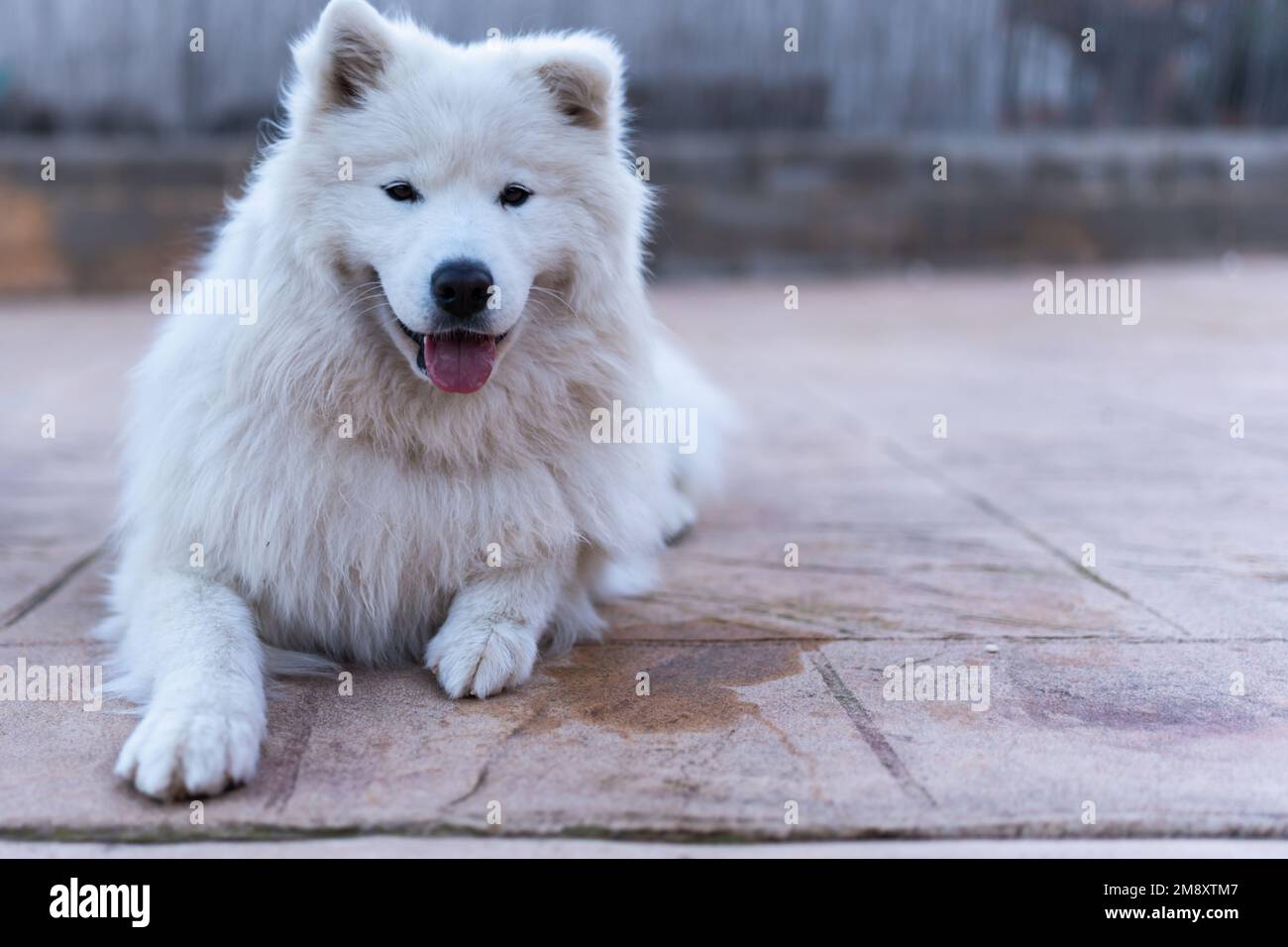 Bezaubernder einheimischer Samoyerter Hund mit ausgestreckter Zunge auf gefliestem Gehweg und schaute in die Kamera Stockfoto