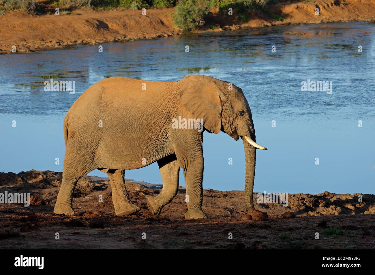 Ein afrikanischer Elefant (Loxodonta Africana) an einer Wasserstelle, Addo Elephant National Park, Südafrika Stockfoto