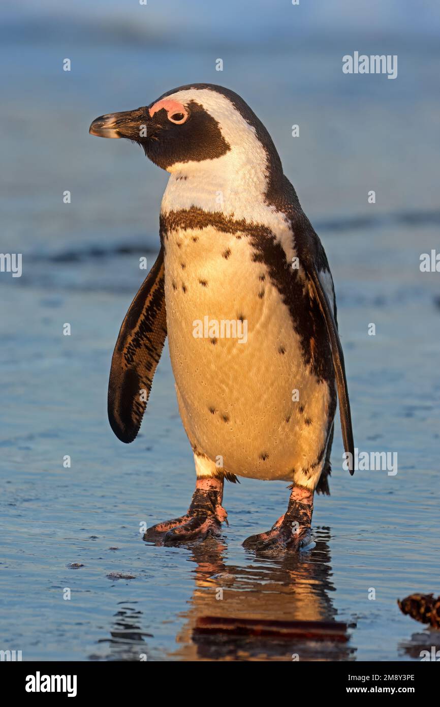 Ein afrikanischer Pinguin (Spheniscus demersus), der am Strand in Südafrika steht Stockfoto