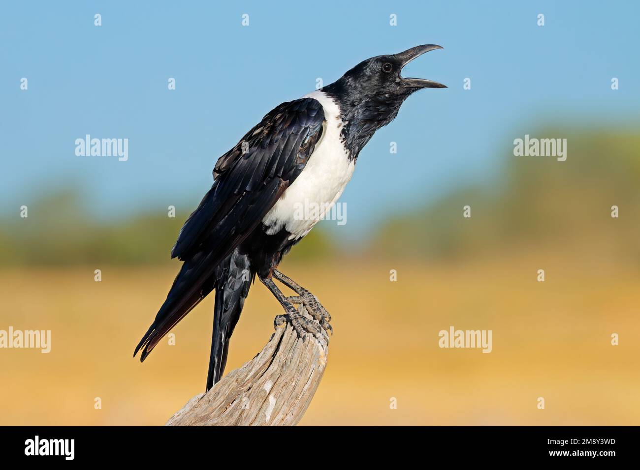 Eine Krähe (Corvus albus), die auf einer Zweigstelle im Etosha National Park, Namibia, thront Stockfoto
