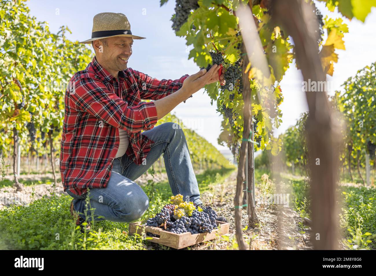 Ein zufriedener Winzer erntet Trauben in seinem Weinberg. Stockfoto