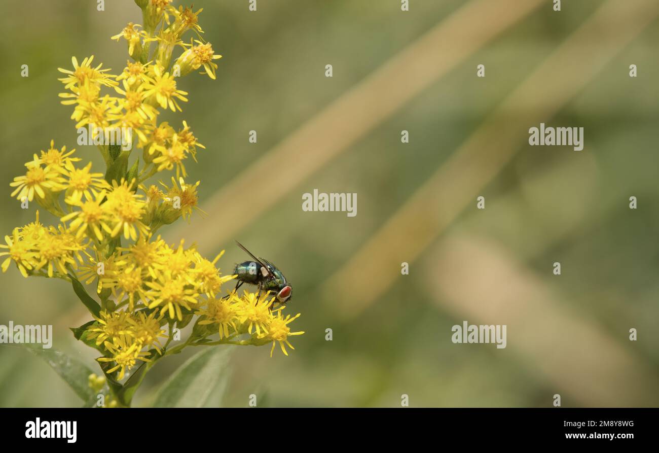 Grüne Flasche fliegen Stockfoto