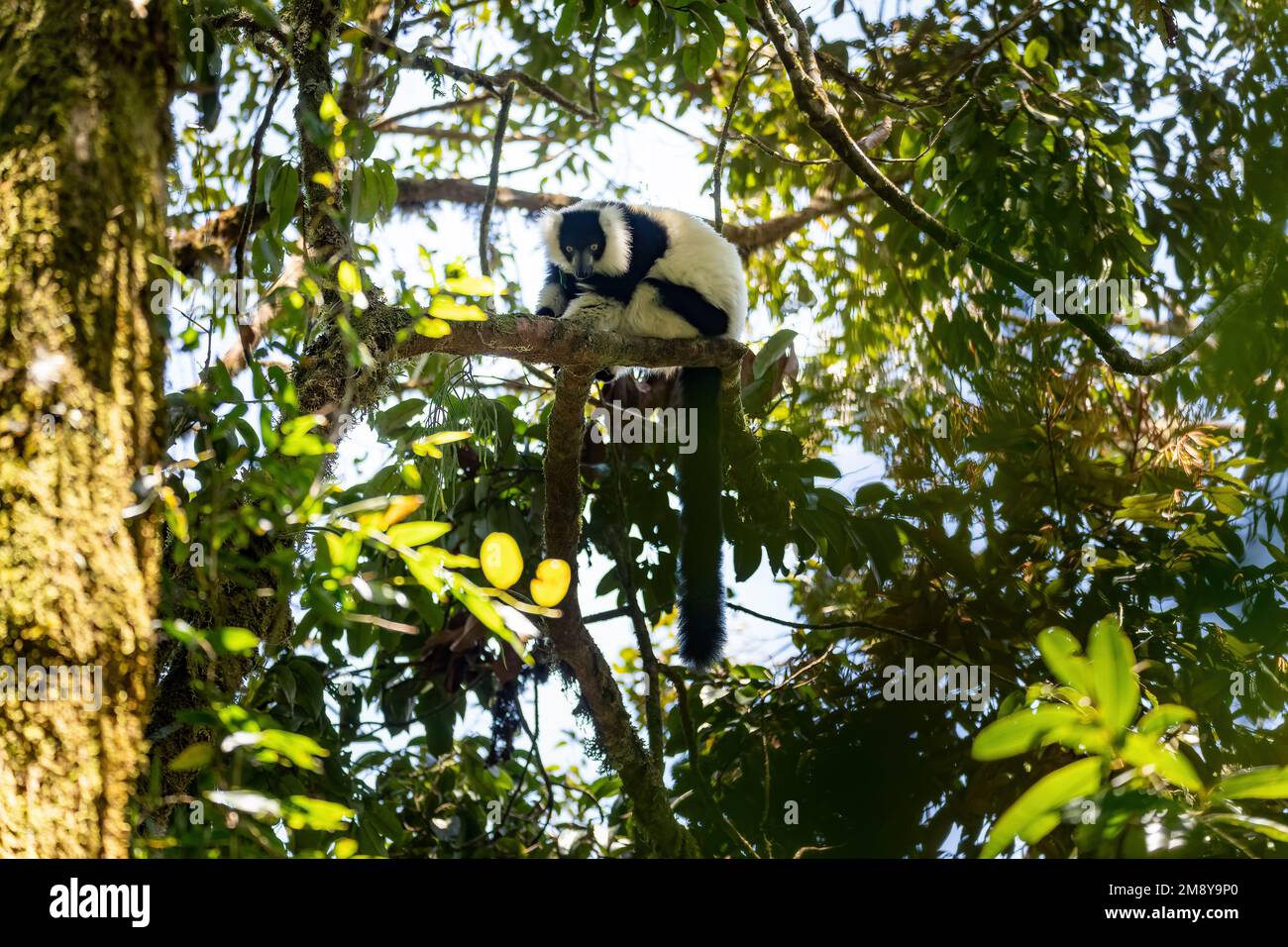 Endemischer Schwarzweiß-Lemur (Varecia variegata subcincta), gefährdete Arten von gerafftem Lemur, die in einem natürlichen Lebensraum auf Baumwipfeln aufgehängt werden. Ranomafan Stockfoto