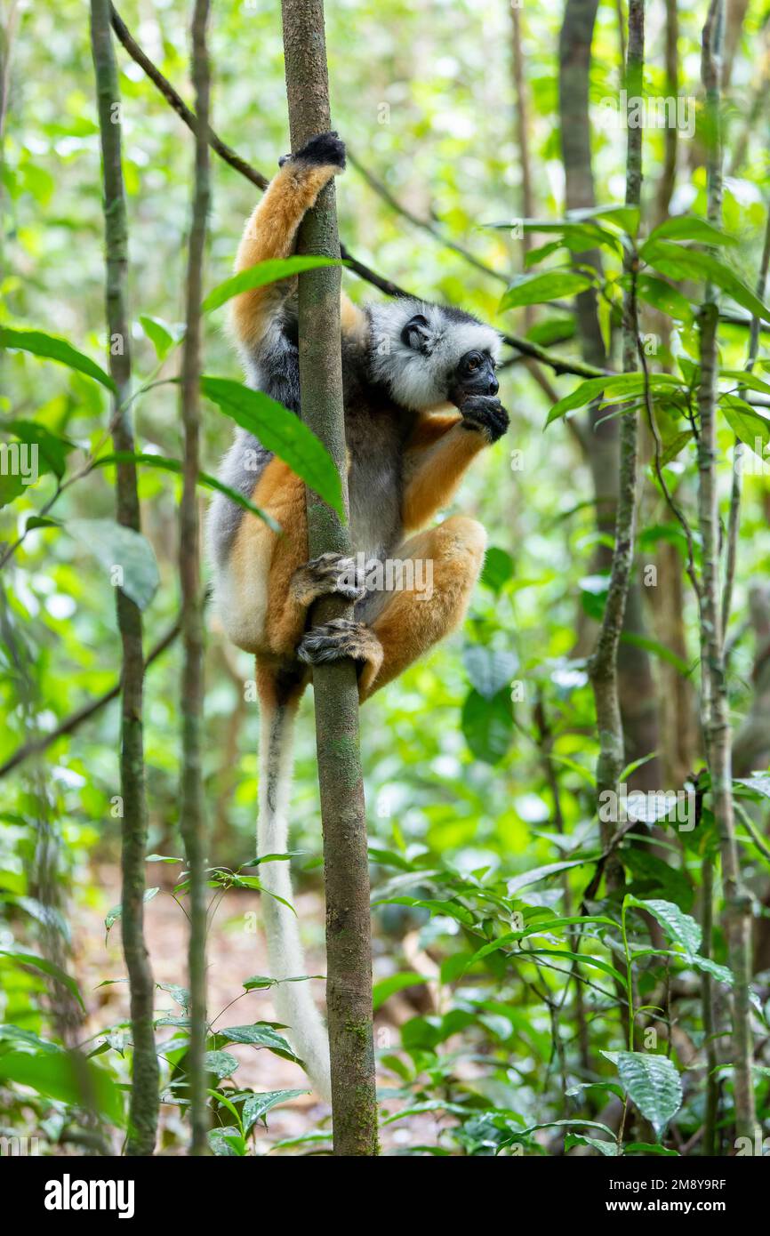 Farbenfrohe, diademierte Sifaka Lemur, (Propithecus diadema) gefährdetes endemisches Tier auf dem Boden und Fütterung im Regenwald, Andasibe-Mantadia Nationalpark- Stockfoto