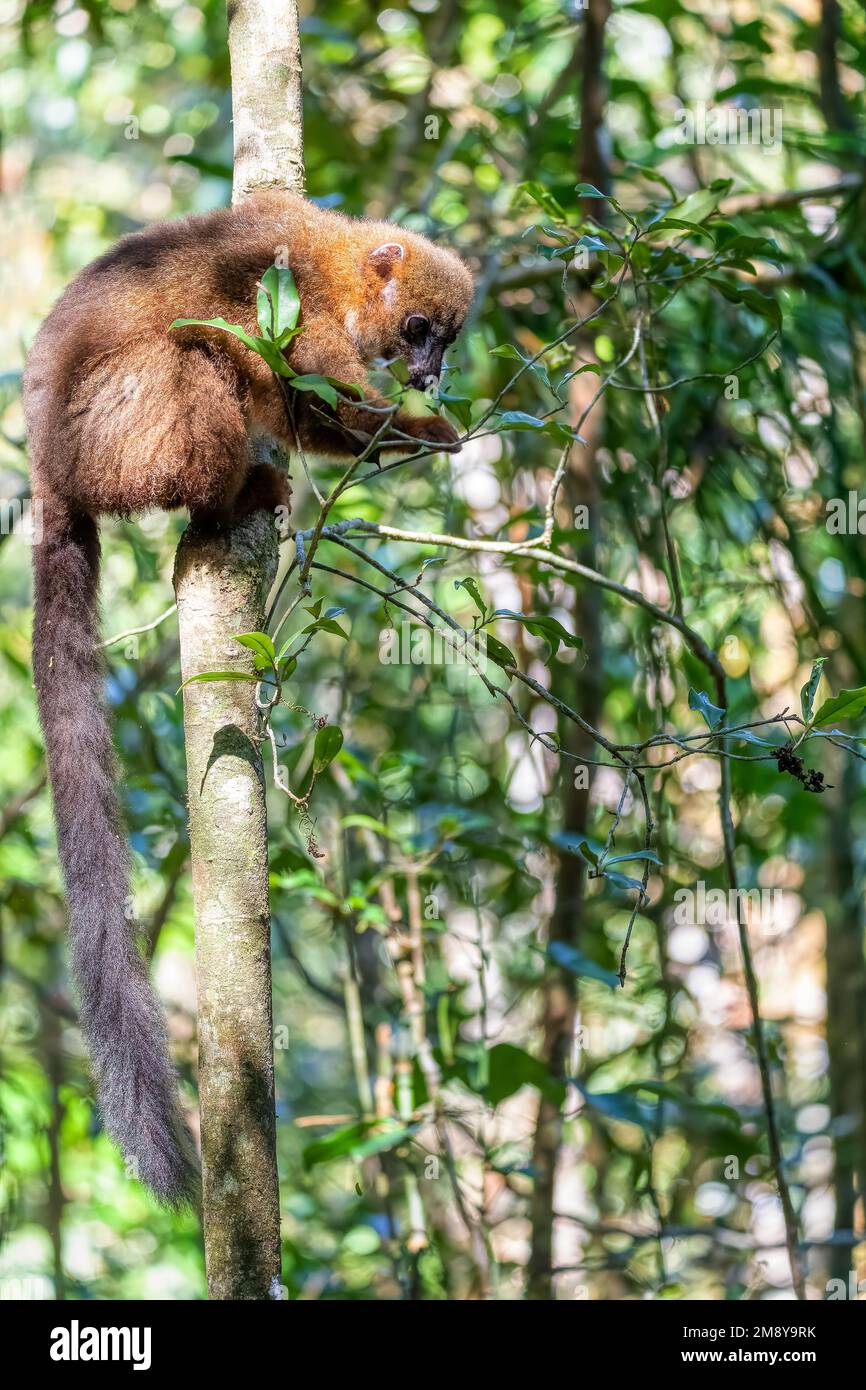 Östlicher Lemurus, (Hapalemur griseus), gefährdetes endemisches Tier auf Bambus und Fütterung im Regenwald, Ranomafana, Madagaskar-Wildtiere und Stockfoto