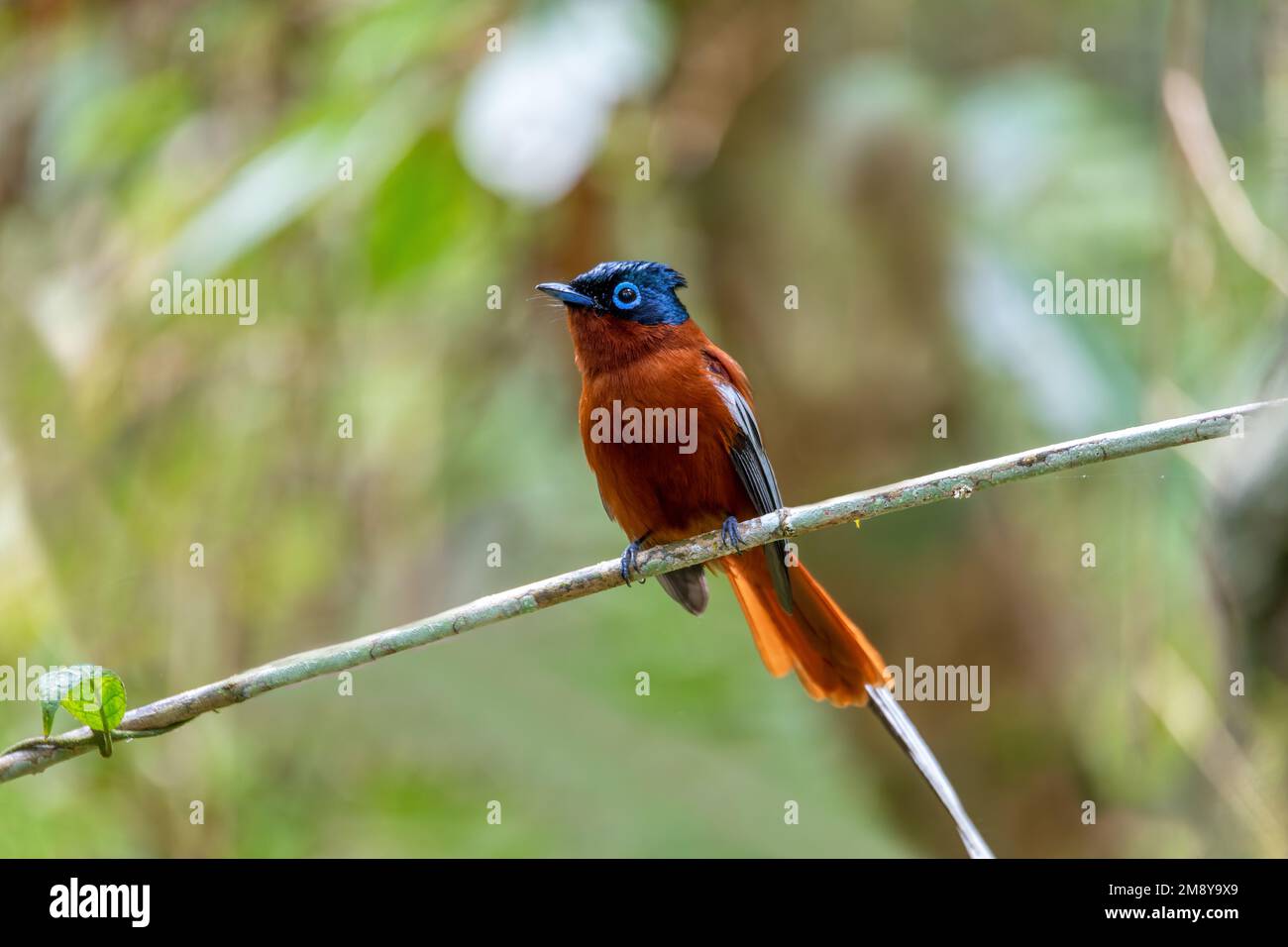 Wunderschöner Vogel Madagaskar Paradies Fliegenfänger (Terpsiphone mutata), Männlich im Regenwald, endemische Vogelarten in der Familie Monarchidae. Andasibe-Man Stockfoto