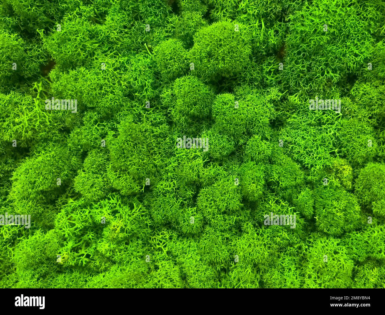 Nahaufnahme der mit grünem Moos bedeckten Wand. Moderne, umweltfreundliche Einrichtung aus farbigem stabilisiertem Moos. Natürlicher Hintergrund für Design und Tex Stockfoto