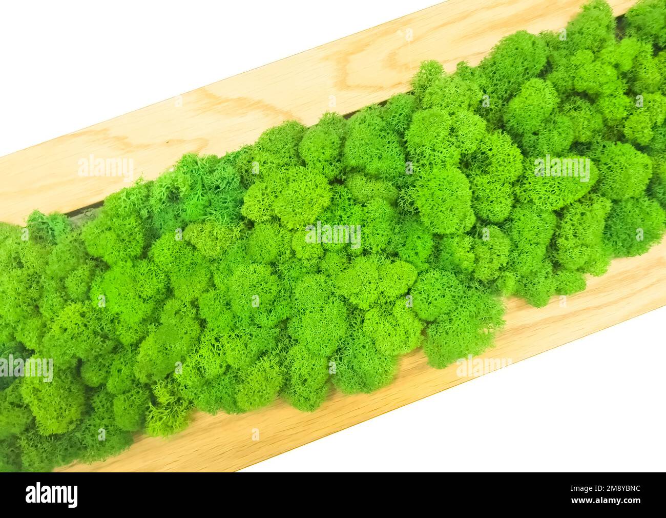 Nahaufnahme der mit grünem Moos bedeckten Wand. Moderne, umweltfreundliche Einrichtung aus farbigem stabilisiertem Moos. Natürlicher Hintergrund Stockfoto