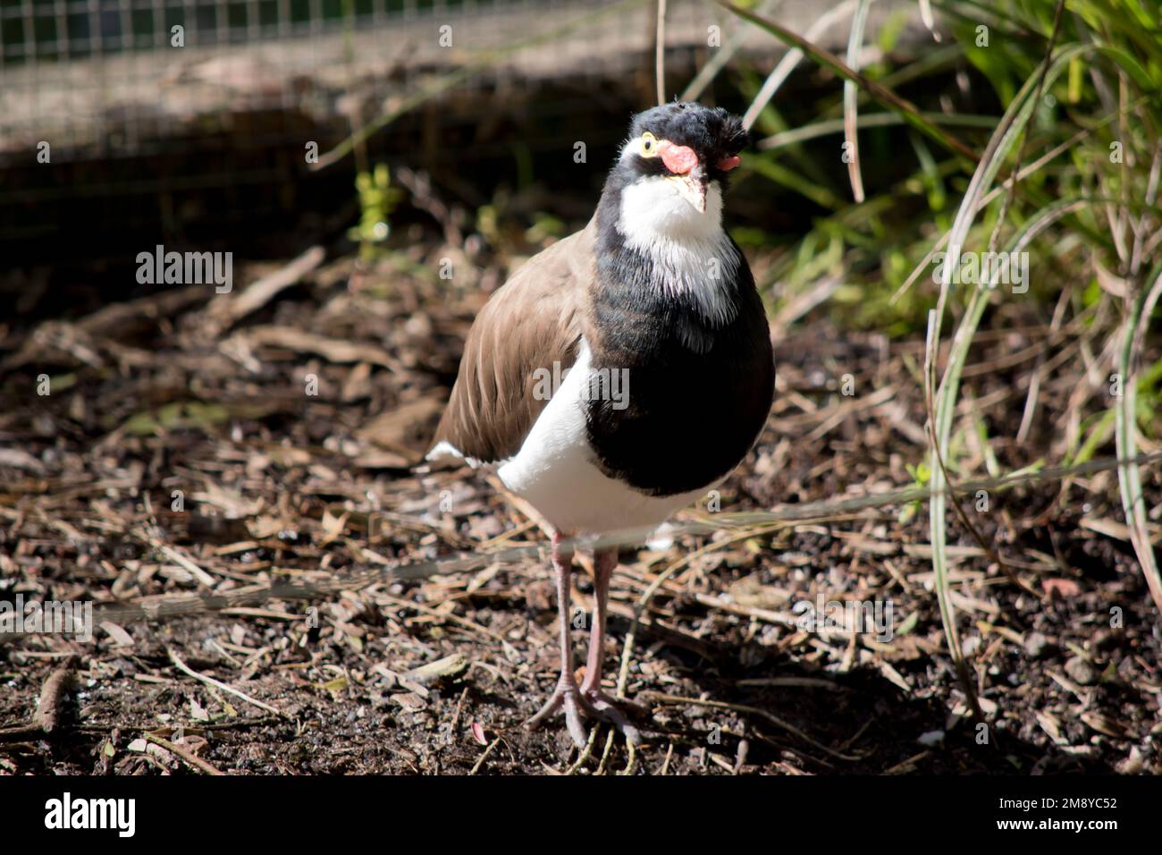 Der geschweifte Lapwing ist schwarz-braun und weiß mit zwei roten Korkenziehermarkierungen an den Augen und einem gelben Schnabel Stockfoto