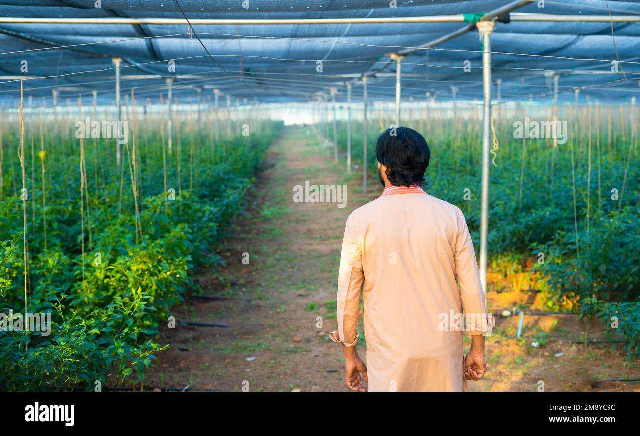 Rückansicht eines Landwirts, der eine Greenhouse-Plantage prüft – Bauernhof, Kleinunternehmen und moderne Landwirtschaft oder Landwirtschaft Stockfoto