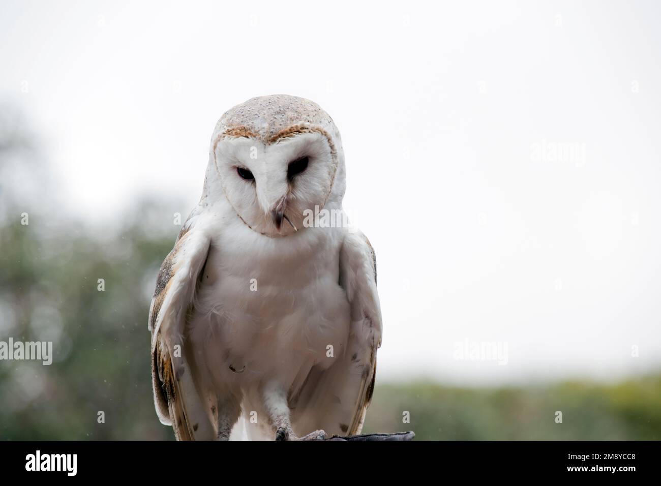 Die Scheuneneule ist eine mittelgroße, blasse Eule mit langen Flügeln und einem kurzen, quadratischen Schwanz. Stockfoto